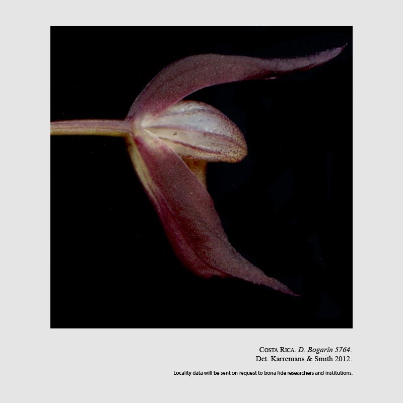 Dracontia hydra